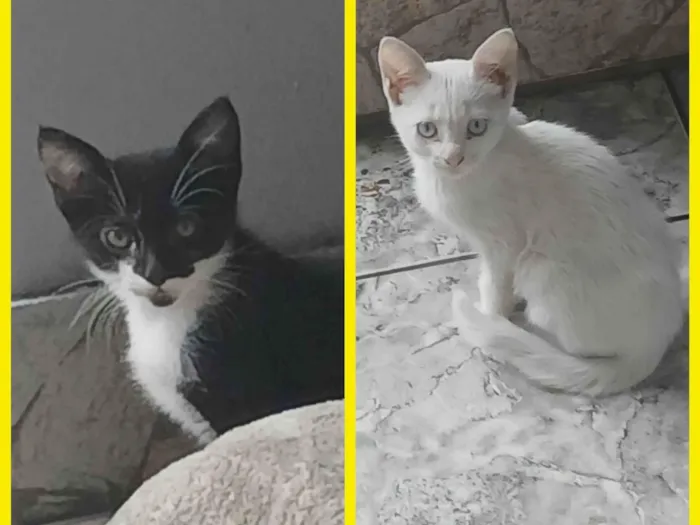 Gato ra a Exótico idade 2 a 6 meses nome Maiara e Maraísa 