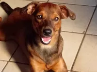 Cachorro ra a SRD-ViraLata idade 3 anos nome Bolinha 