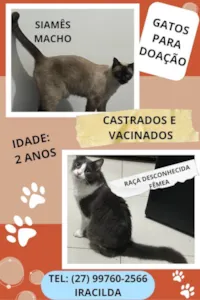 Gato ra a Siamês idade 2 a 6 meses nome Kim