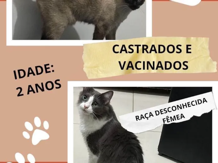 Gato ra a Siamês idade 2 a 6 meses nome Kim