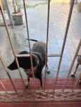 Cachorro ra a SRD-ViraLata idade 2 anos nome Licore