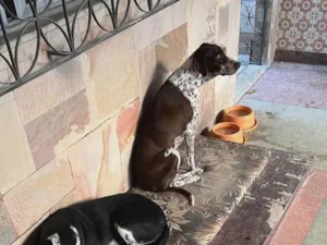 Cachorro raça SRD-ViraLata idade 2 anos nome Cacau