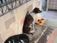 Cachorro ra a SRD-ViraLata idade 2 anos nome Cacau