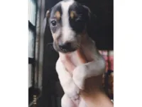 Cachorro ra a SRD-ViraLata idade Abaixo de 2 meses nome Sem nome 