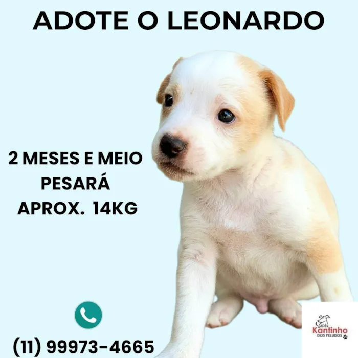 Cachorro ra a SRD-ViraLata idade 2 a 6 meses nome Leonardo 