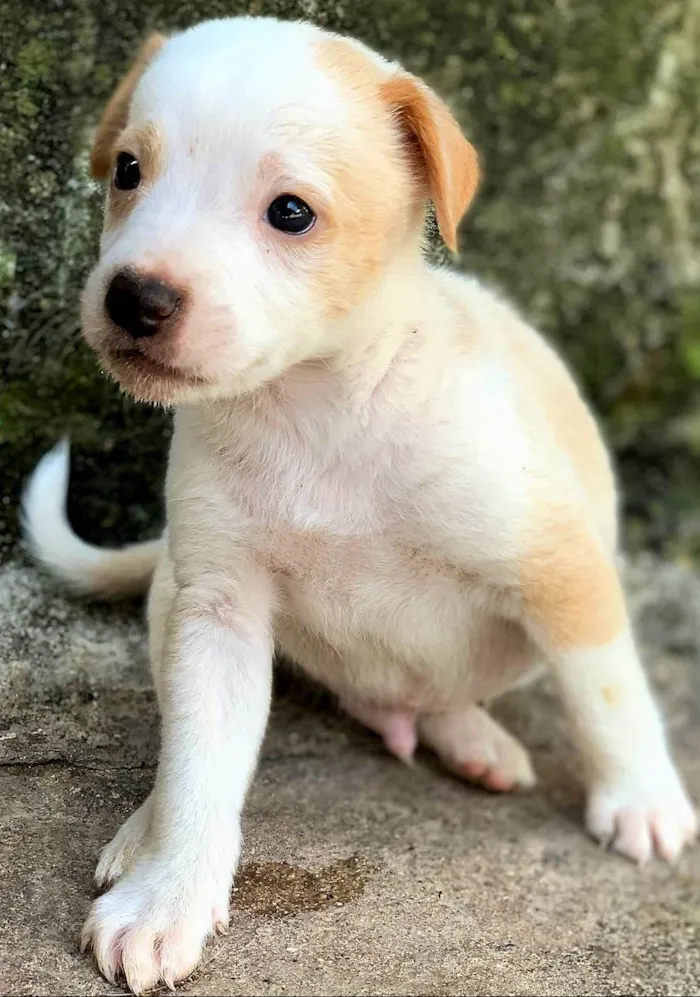 Cachorro ra a SRD-ViraLata idade 2 a 6 meses nome Leonardo 