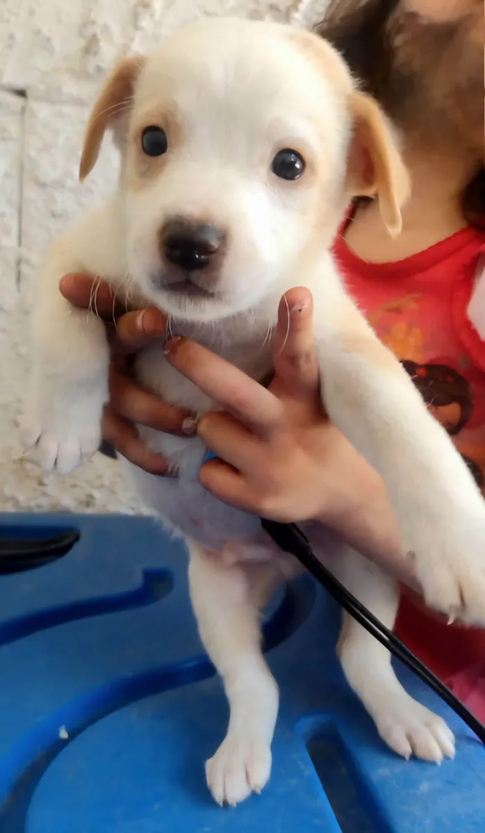 Cachorro ra a SRD-ViraLata idade 2 a 6 meses nome Leonardo 