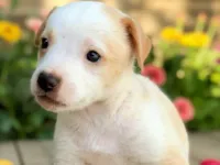 Cachorro ra a SRD-ViraLata idade 2 a 6 meses nome Leonardo 