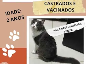 Gato raça Siamês idade 2 a 6 meses nome Kim