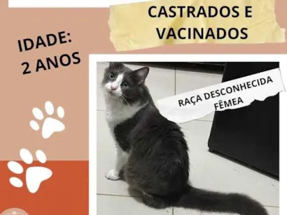 Gato raça Siamês idade 2 a 6 meses nome Kim