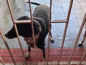 Cachorro raça SRD-ViraLata idade 2 anos nome Licore