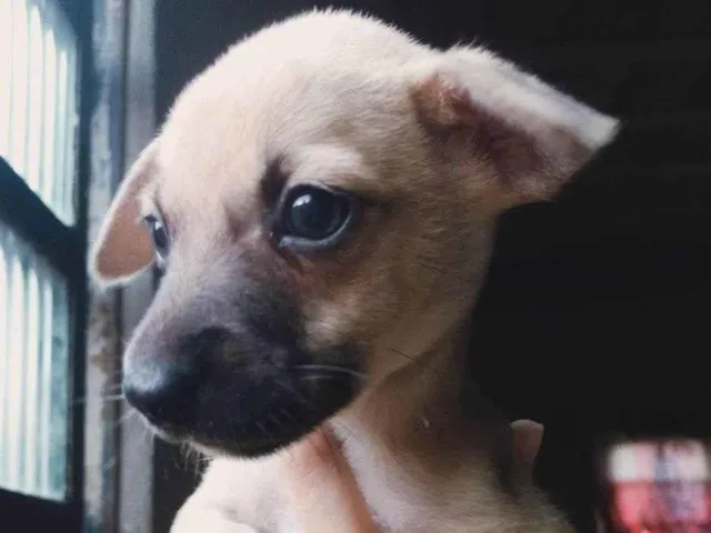 Cachorro raça SRD-ViraLata idade Abaixo de 2 meses nome Sem nome 