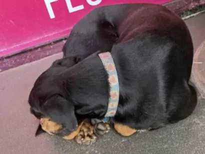 Cachorro raça SRD-ViraLata idade 7 a 11 meses nome Yasmim Alves Ribeiro Souza 