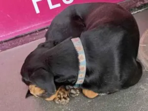 Cachorro ra a SRD-ViraLata idade 7 a 11 meses nome Yasmim Alves Ribeiro Souza 