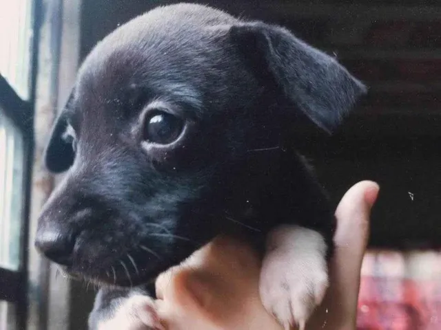 Cachorro raça SRD-ViraLata idade Abaixo de 2 meses nome Sem nome 