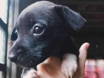 Cachorro raça SRD-ViraLata idade Abaixo de 2 meses nome Sem nome 