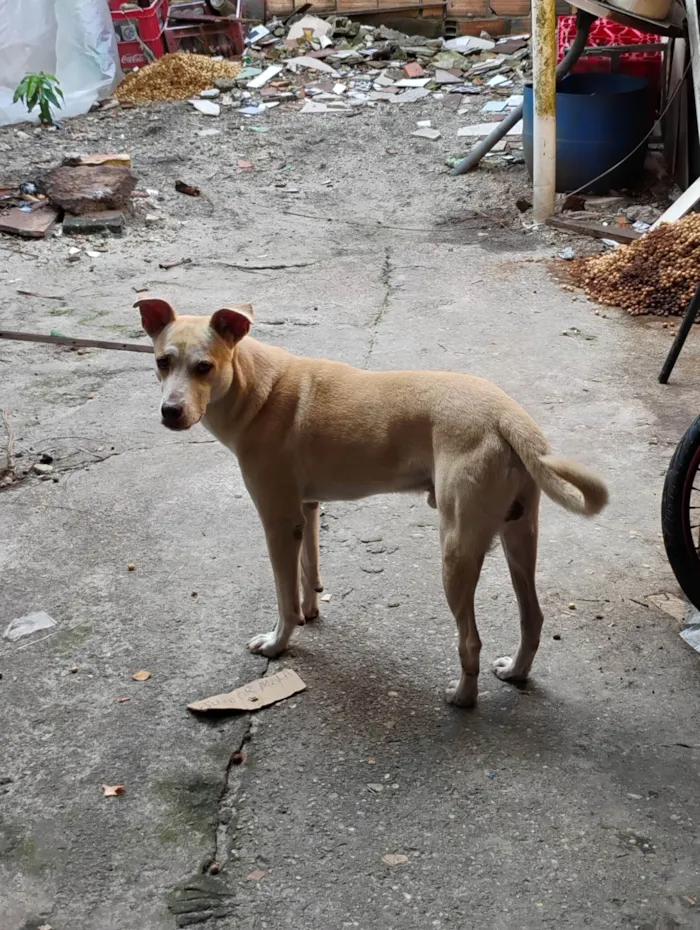 Cachorro ra a Fila idade 5 anos nome Thor