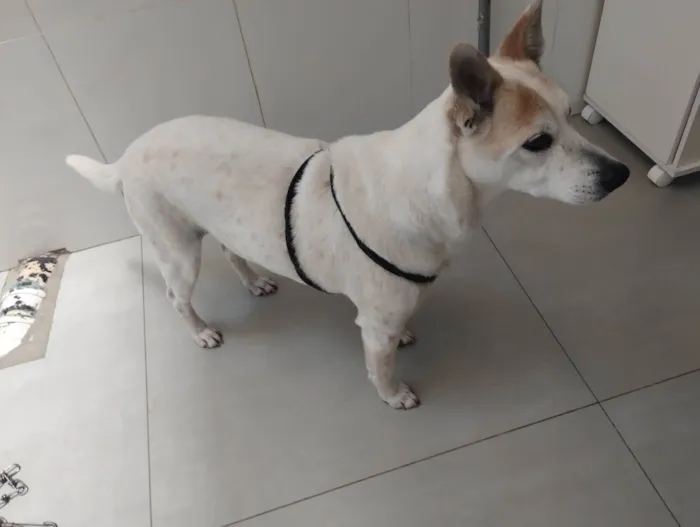 Cachorro ra a SRD-ViraLata idade 6 ou mais anos nome Dingo