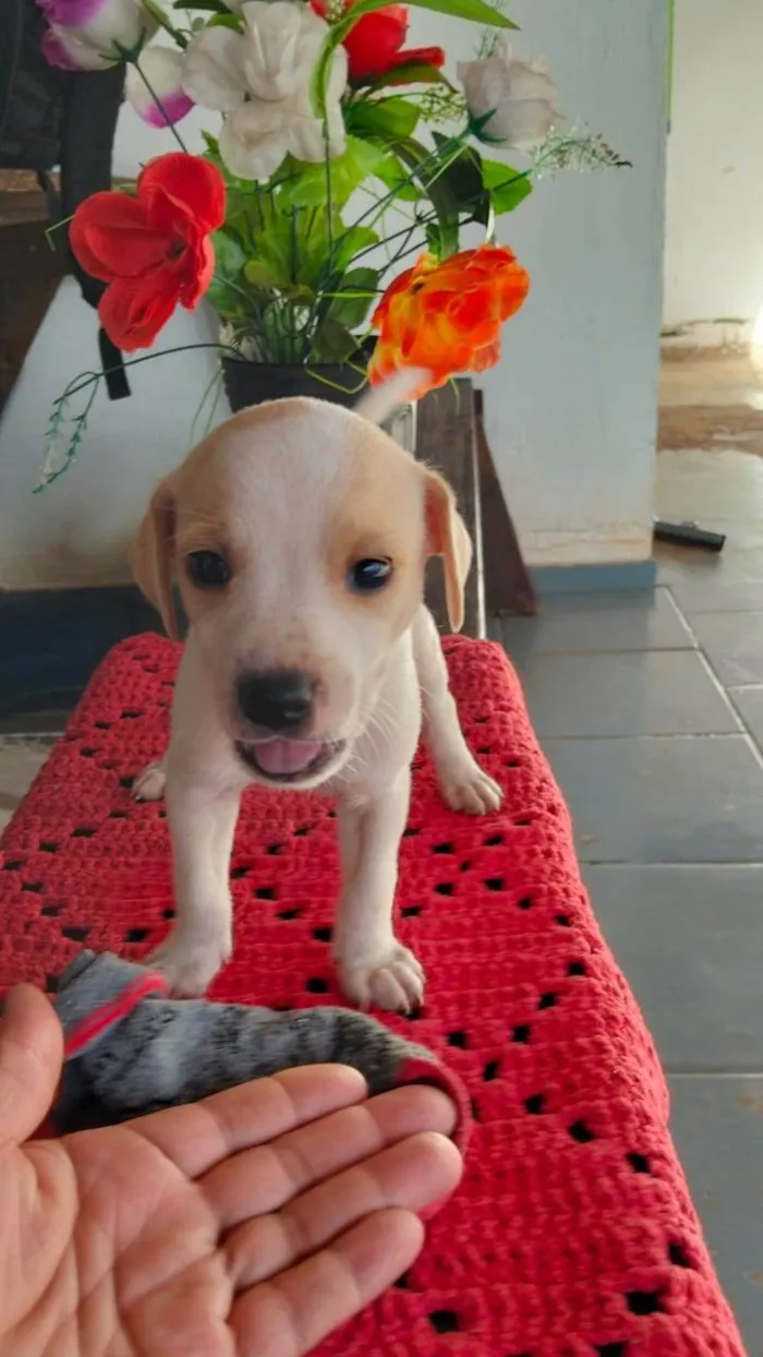 Cachorro ra a SRD-ViraLata idade Abaixo de 2 meses nome Sem nome