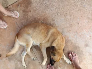 Cachorro raça SRD-ViraLata idade 2 anos nome Amada 