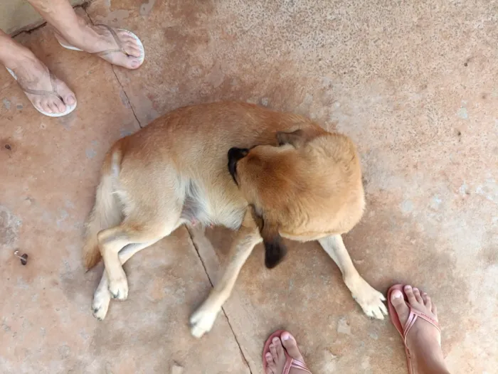Cachorro ra a SRD-ViraLata idade 2 anos nome Amada 