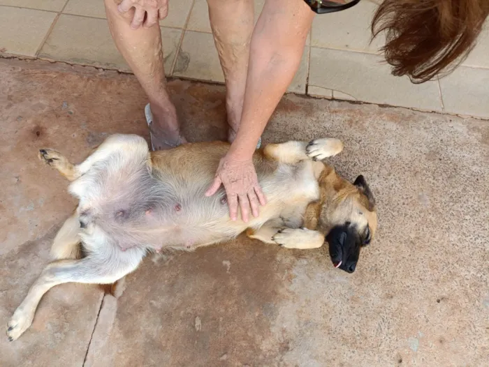 Cachorro ra a SRD-ViraLata idade 2 anos nome Amada 