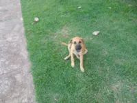 Cachorro ra a SRD-ViraLata idade 2 a 6 meses nome Sem nome