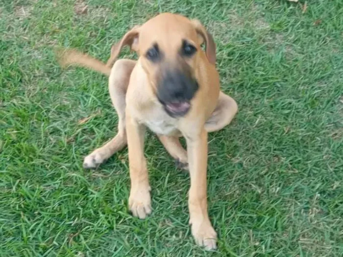 Cachorro raça SRD-ViraLata idade 2 a 6 meses nome Sem nome