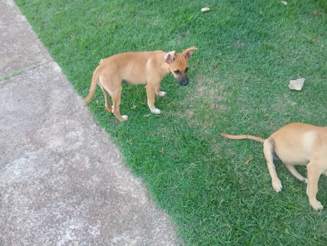 Cachorro ra a SRD-ViraLata idade 2 a 6 meses nome Sem especificação de nomes
