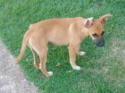 Cachorro raça SRD-ViraLata idade 2 a 6 meses nome Sem especificação de nomes