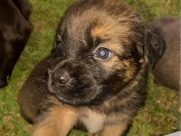 Cachorro ra a SRD-ViraLata idade Abaixo de 2 meses nome Você decideee