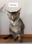 Gato ra a SRD-ViraLata idade 2 anos nome Mia