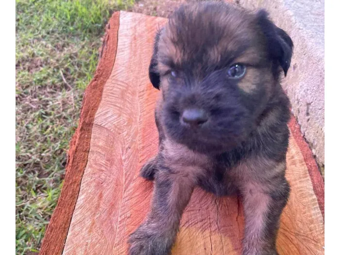 Cachorro ra a SRD-ViraLata idade Abaixo de 2 meses nome Você decideee