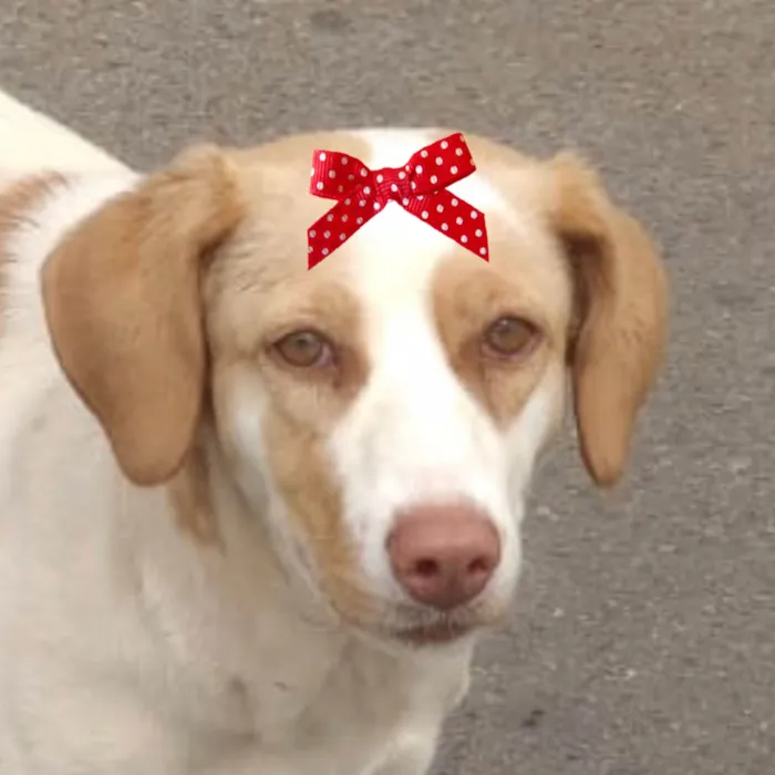 Cachorro ra a SRD-ViraLata idade 7 a 11 meses nome Maya 