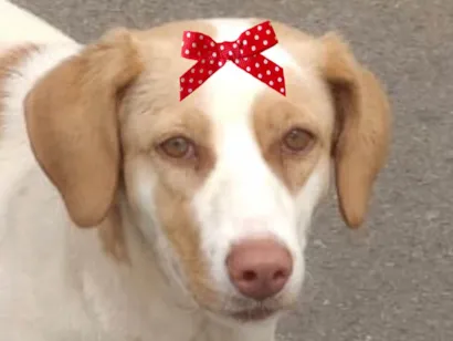 Cachorro raça SRD-ViraLata idade 7 a 11 meses nome Maya 