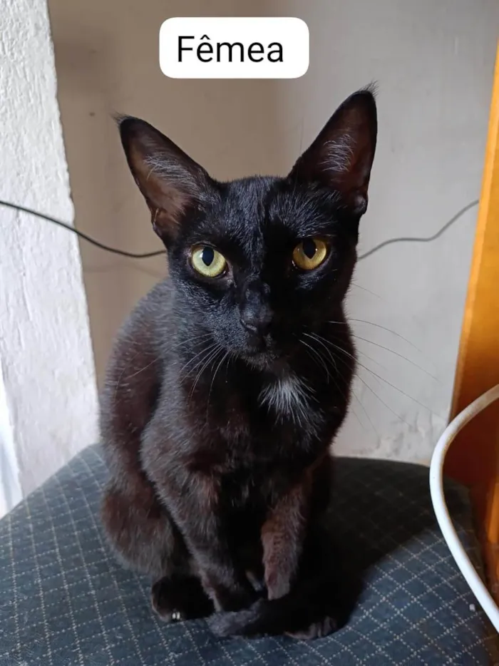 Gato ra a SRD-ViraLata idade 2 anos nome Preta
