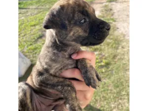 Cachorro raça SRD-ViraLata idade Abaixo de 2 meses nome Tigradinha