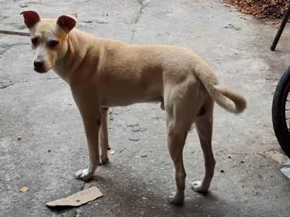 Cachorro raça Fila idade 5 anos nome Thor