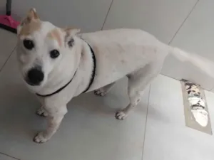 Cachorro raça SRD-ViraLata idade 6 ou mais anos nome Dingo