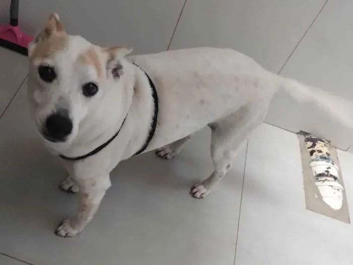 Cachorro ra a SRD-ViraLata idade 6 ou mais anos nome Dingo