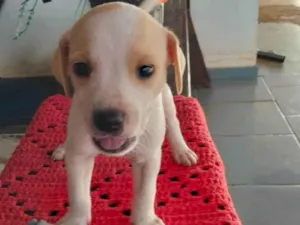 Cachorro raça SRD-ViraLata idade Abaixo de 2 meses nome Sem nome