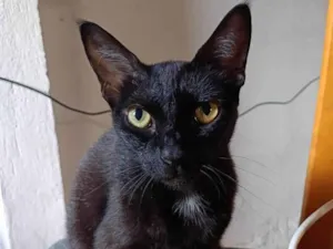 Gato ra a SRD-ViraLata idade 2 anos nome Preta