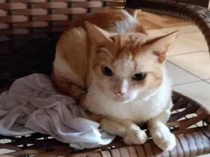 Gato ra a SRD-ViraLata idade 2 anos nome Amarelo 