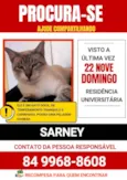 Gato ra a Siamês idade 1 ano nome Sarney 