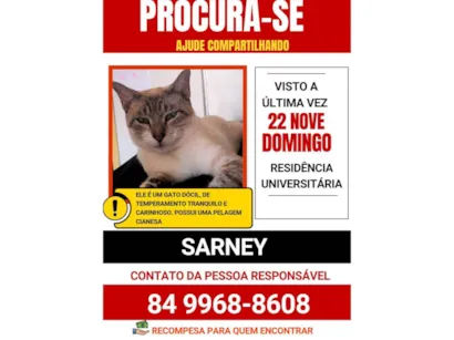 Gato ra a Siamês idade 1 ano nome Sarney 