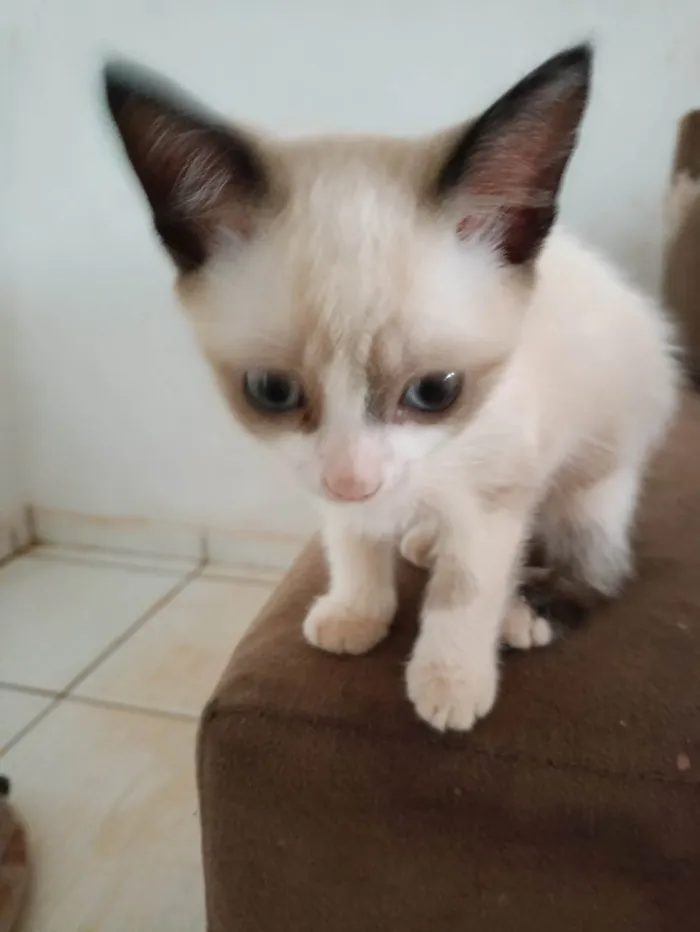 Gato ra a SRD-ViraLata idade 2 a 6 meses nome Dora aventureira