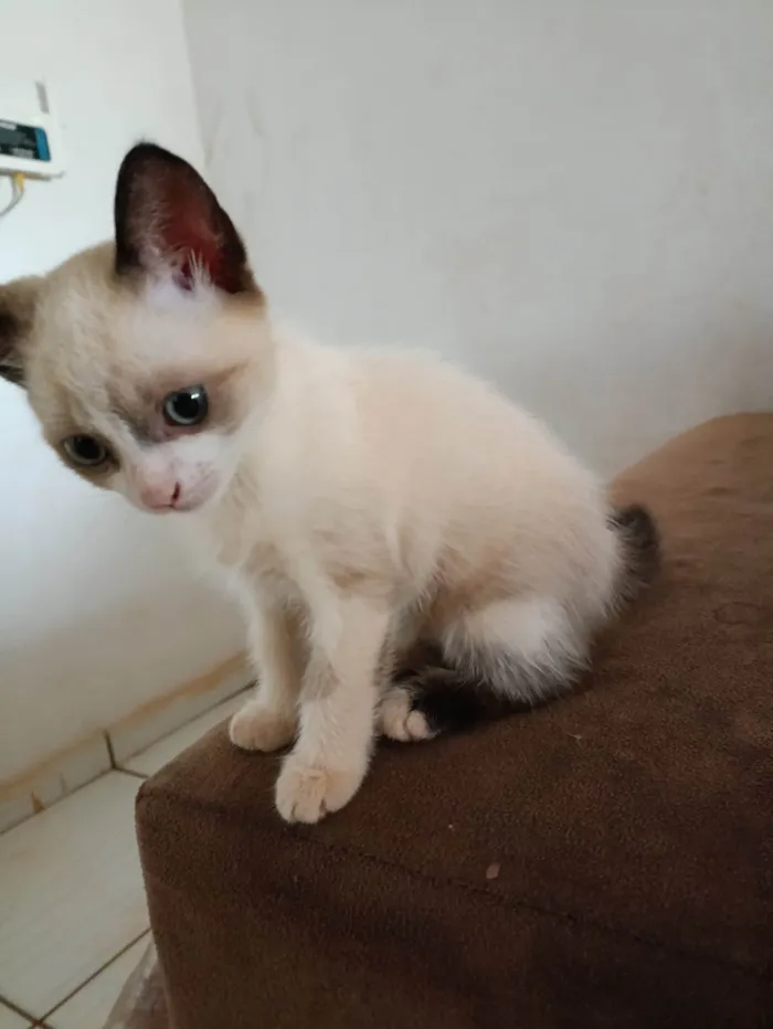 Gato ra a SRD-ViraLata idade 2 a 6 meses nome Dora aventureira