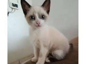 Gato raça SRD-ViraLata idade 2 a 6 meses nome Dora aventureira