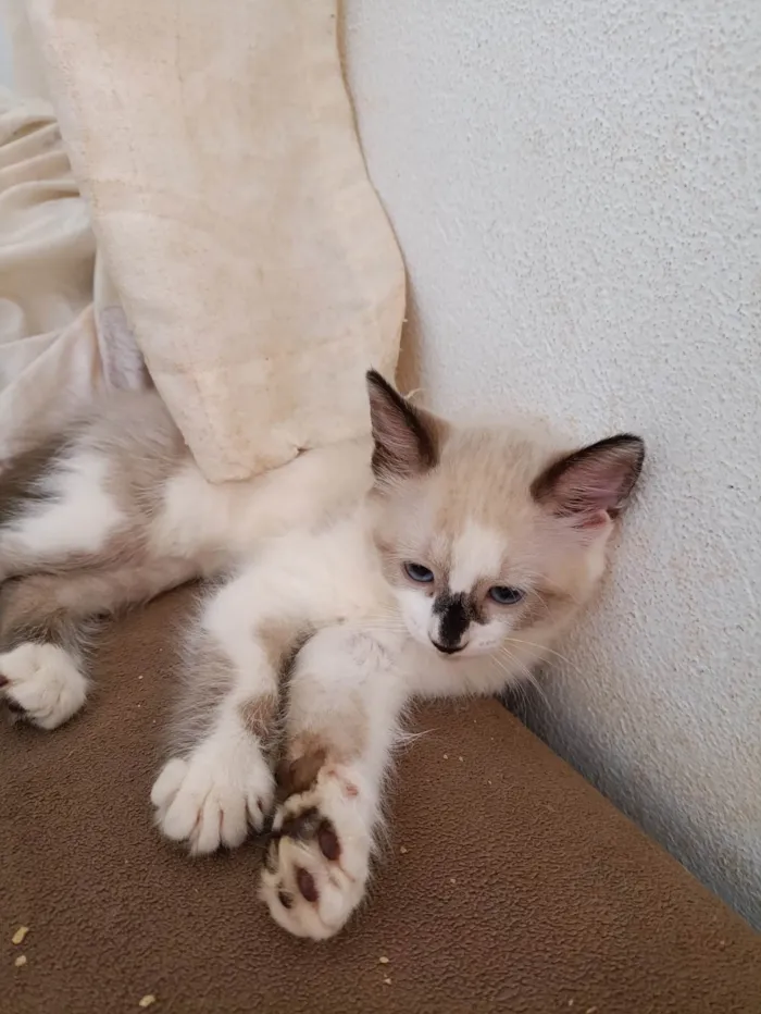 Gato ra a SRD-ViraLata idade 2 a 6 meses nome Medinho