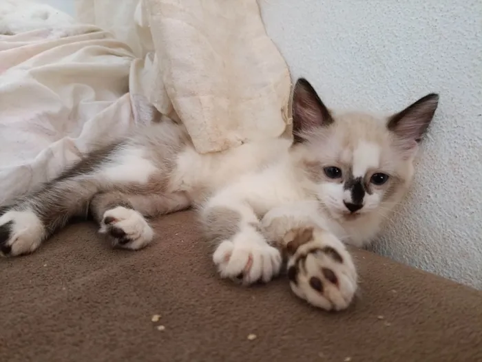 Gato ra a SRD-ViraLata idade 2 a 6 meses nome Medinho